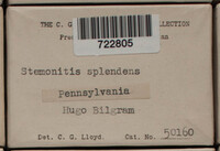 Stemonitis splendens image